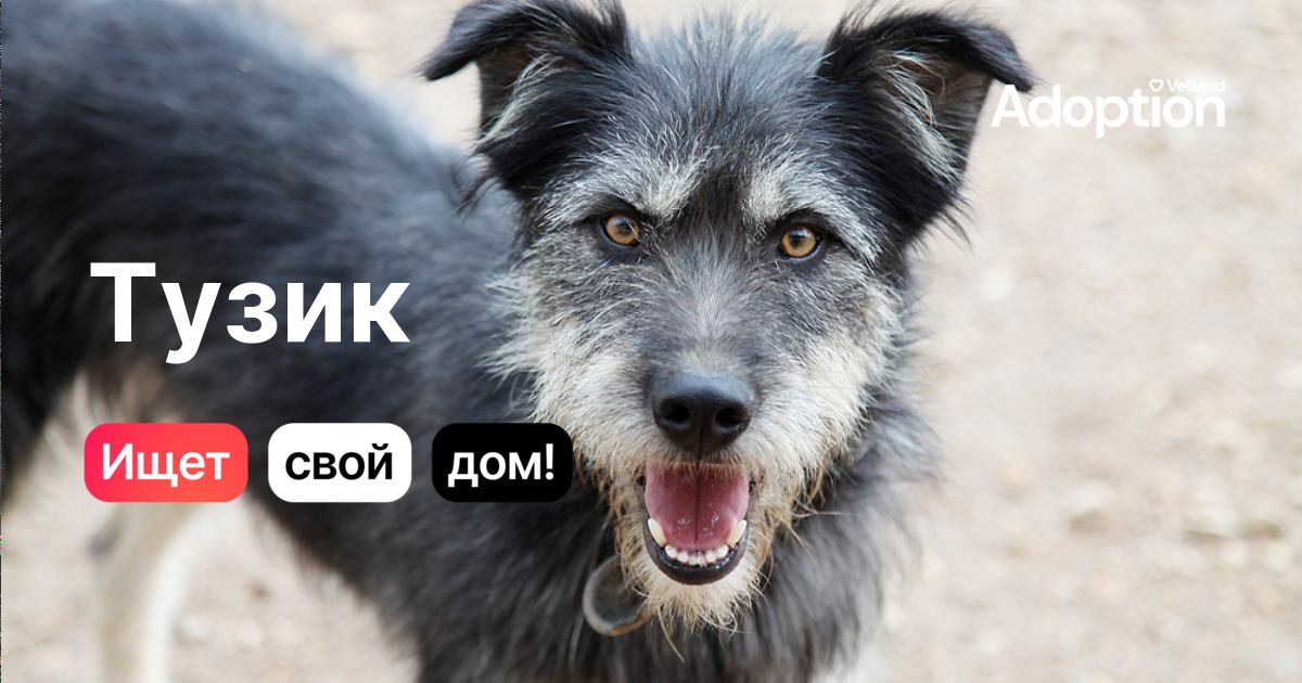 Собака Тузик - забрать собаку бесплатно домой