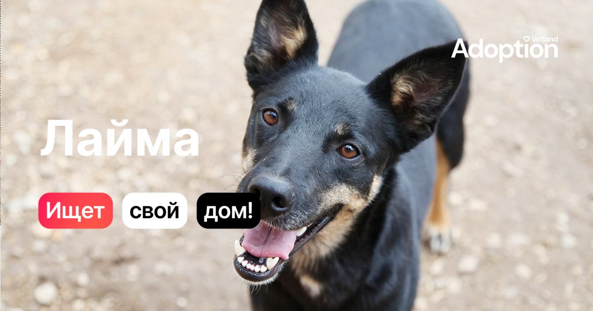 Собака Лайма - забрать собаку бесплатно домой в Москве