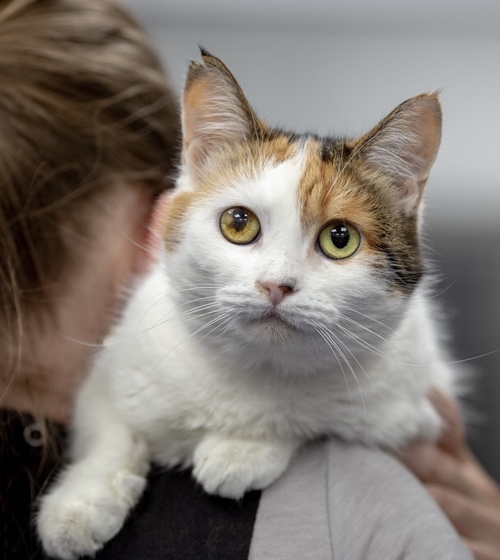 Дворняга - кошка из Vetland Adoption уже дома