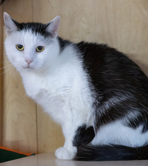 Приют для собак и кошек "Vetland Adoption"
