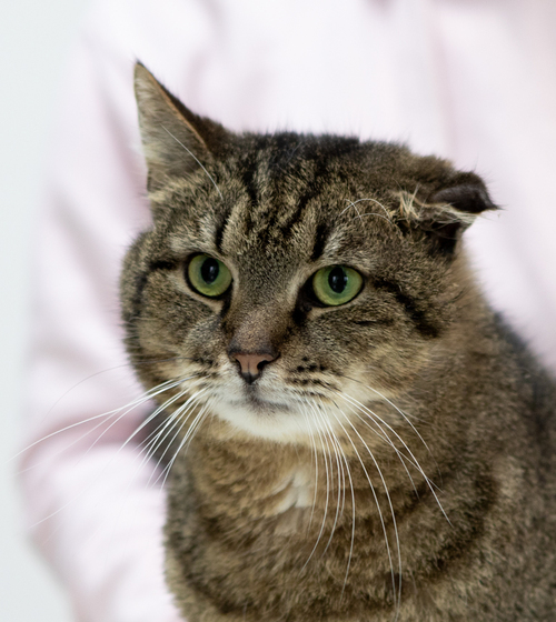 Приют для собак и кошек "Vetland Adoption"